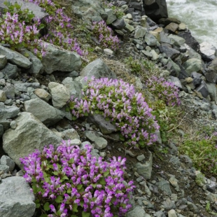 Lamium garganicum